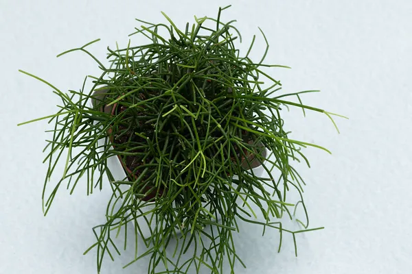 Bovenaanzicht Van Rhipsalis Baccifera Met Selectieve Focus Lichte Achtergrond Sappige — Stockfoto