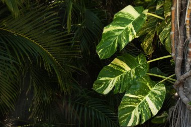 Büyük epipremnum aureum yaprakları ve koyu palmiye dalları olan tropikal bir arka plan. Tropikal bitkilerin yaprakları.