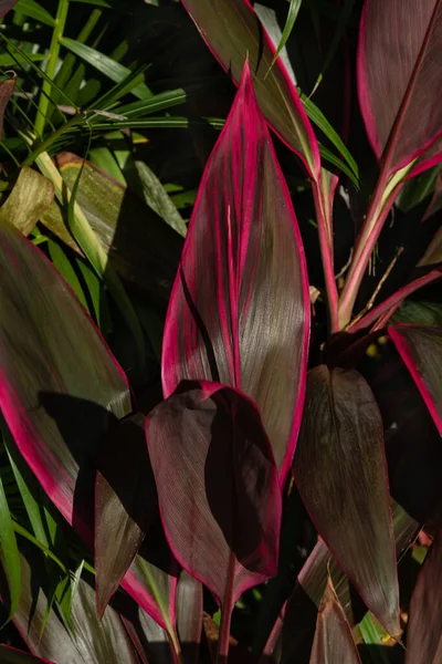 Селективное Внимание Листья Красного Cordyline Fruticosa Тропические Растения Полной Раме — стоковое фото