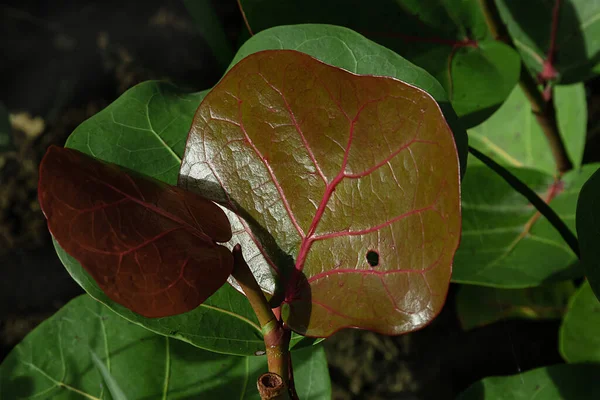 Νωπά Καφέ Φύλλα Coccoloba Uvifera Που Έχουν Καταστραφεί Από Έντομο — Φωτογραφία Αρχείου