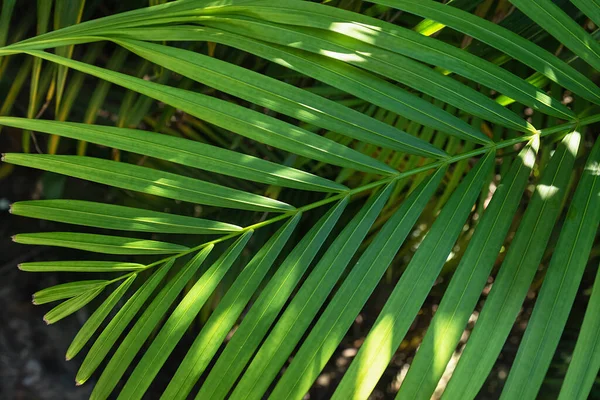 Licht Schaduw Groen Blad Van Palmboom Vol Frame Achtergrond Met — Stockfoto