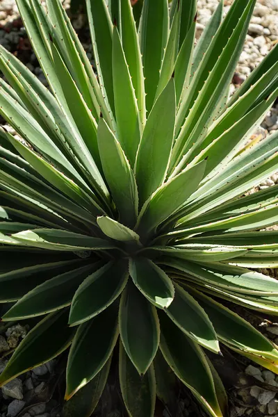 앙구스 폴리아의 꼭대기 시야는 선택적으로 초점을 맞추고 떠난다 초록빛 식물의 — 스톡 사진
