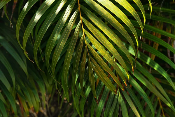 Fény Árnyék Zöld Pálmafa Levél Teljes Keret Háttér Trópusi Lombozattal — Stock Fotó
