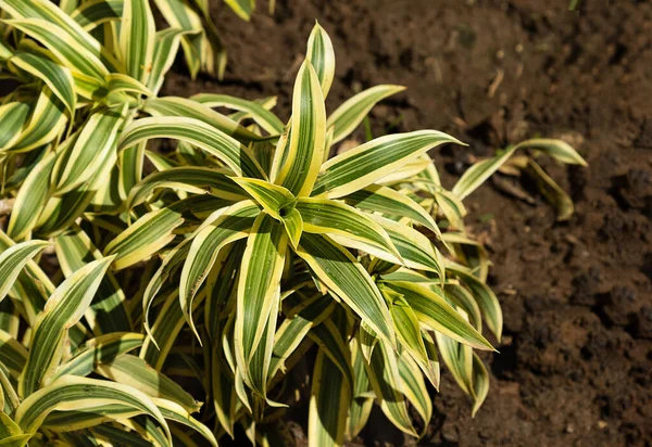 Woonachtige Dracaena Reflexa Ben Buiten Lied Van India Boom Met — Stockfoto