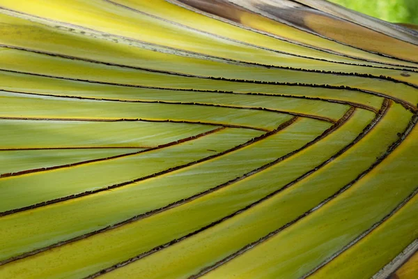 Getextureerde Stam Van Ravenala Madagascariensis Palmboom Volledig Frame Met Selectieve — Stockfoto