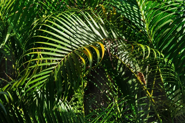 枣树的绿叶 在明亮的阳光下 饱满的框架 有棕榈叶的天然背景 — 图库照片