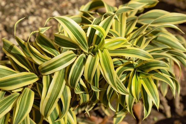 Top View Houseplant Dracaena Reflexa Outdoors Песня Индии Дерево Бело — стоковое фото