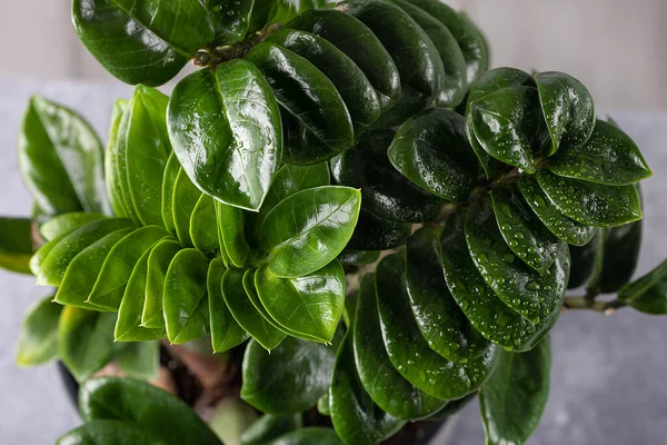 선택적으로 Zamioculcas Zamiifolia 의밝고 어두운 초점을 맞춘다 화분에 잎사귀 물방울이 — 스톡 사진