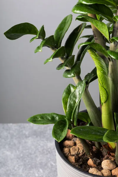 Junge Blätter Und Frische Triebe Von Zamioculcas Zamiifolia Grauen Blumentopf — Stockfoto