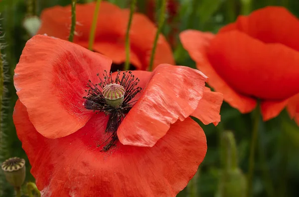 Close Red Poppy Pollen Flower Stamens Floral Background Large Red — Stock Photo, Image