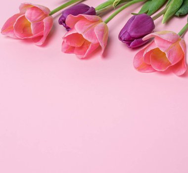 pink and purple tulips in row on pink background. Floral card with seasonal spring flowers