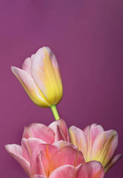 koyu leylak arka planda bir buket ince lale. Fotokopi alanı dikey yönelimli kartpostal karşıtlığı