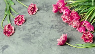 Fotokopi alanı olan pembe çiçek buketinin arka planında izole laleler olan çiçek kartı. Bahçeden mevsimlik çiçekler