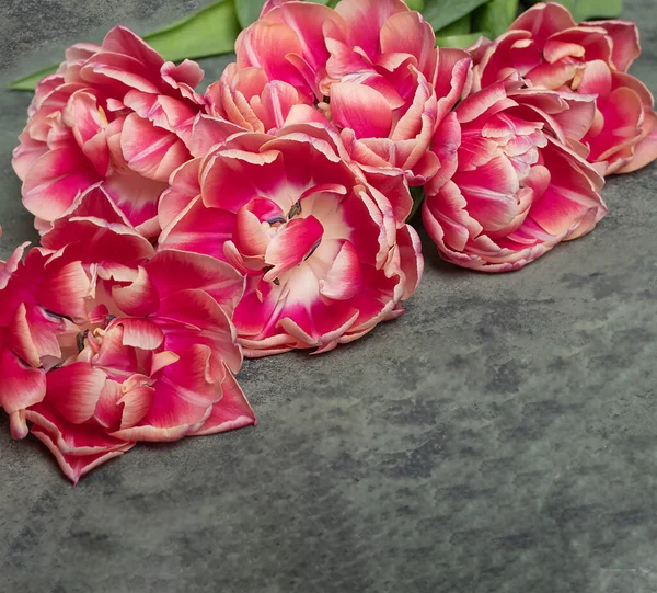 bouquet of blossoming pink peony tulips on gray background. Floral background for use as postcards