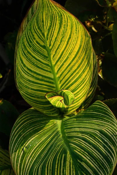 Селективное Внимание Капли Воды Огромных Тропических Зеленых Листьях Канны Претории — стоковое фото
