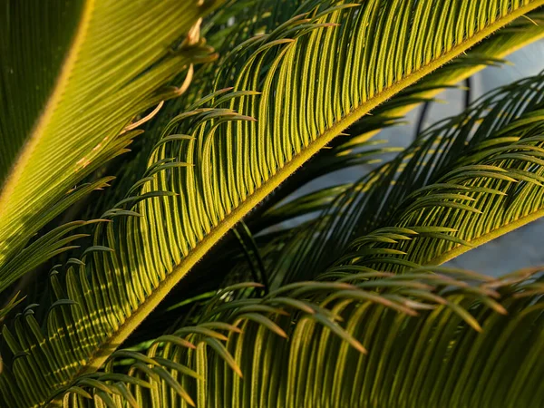 Palmblad Achtergrond Bij Zonsondergang Volledig Frame Bladeren Takken Van Palmboom — Stockfoto