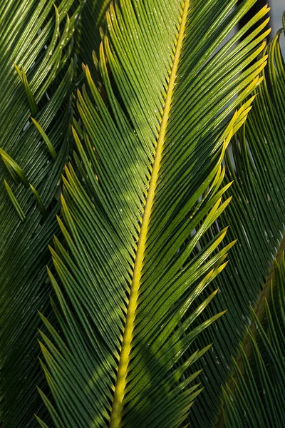 Селективное Фокусирование Пальмовой Ветке Крупным Планом Лист Cycas Revoluta Thunb — стоковое фото