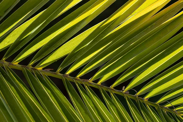 Фоне Пальмового Листа Пальма Уходит Крупным Планом Солнце Полной Раме — стоковое фото
