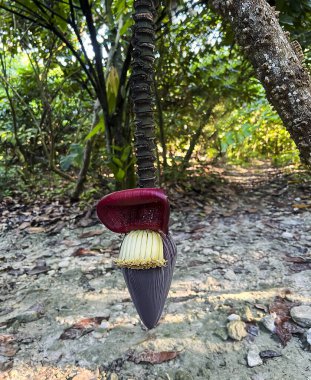 Muzların altındaki bahçede Musa acuminata çiçeği. Doğal ortamda muz çiçeğinin büyümesi ve tozlaşması.