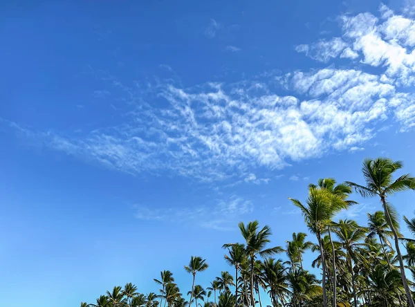 Селективное Фокусирование Небе Перистыми Облаками Пальмами Естественное Расслабление — стоковое фото
