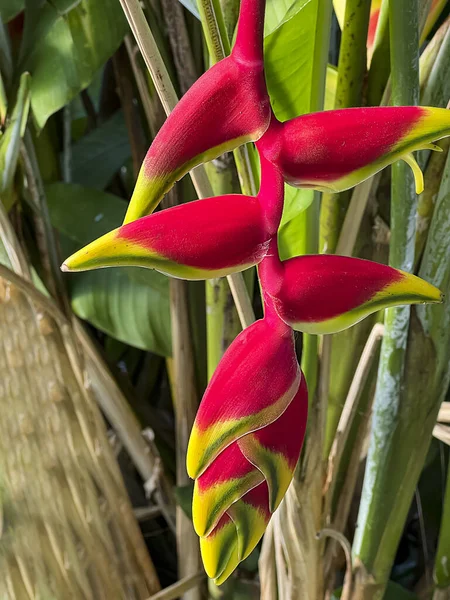 Heliconia Rostrata Close Fundo Folhas Verdes Flor Que Fornece Néctar — Fotografia de Stock