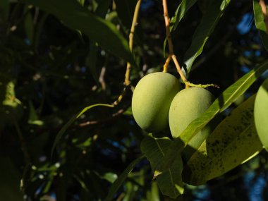 Parlak güneşli bir günde yaprakların arka planında yeşil küçük mango meyveleri. Ağaçlarda tropik meyveler.