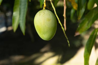 Parlak güneşli bir günde yaprakların arka planında yeşil küçük mango meyveleri. Ağaçlarda tropik meyveler.