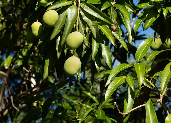 Frutas Verdes Mango Fondo Las Hojas Día Soleado Brillante Frutas — Foto de Stock
