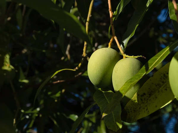 Frutas Verdes Mango Fondo Las Hojas Día Soleado Brillante Frutas — Foto de Stock
