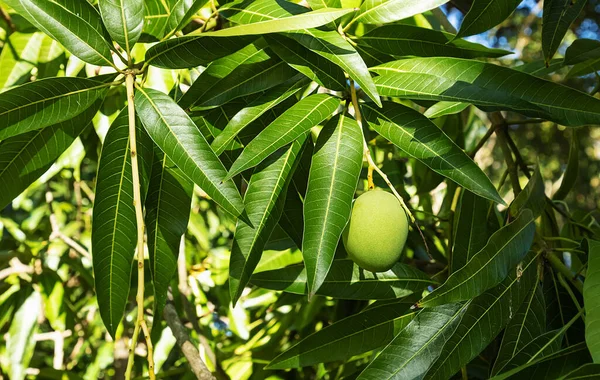 Parlak güneşli bir günde yaprakların arka planında yeşil küçük mango meyveleri. Ağaçlarda tropik meyveler.