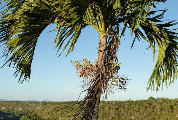 Сосредоточьтесь Зеленых Пальмовых Ветвях Небольшими Зелеными Плодами Голубом Небе — стоковое фото