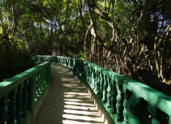 bridge in tropical forest with wooden green railings.Light and geometric shadow from the railing on pathway