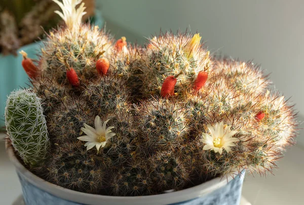 Vista Superior Uma Flor Cacto Com Flores Amarelas Redbuds Cactus — Fotografia de Stock