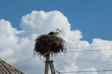 Beton bir sütunun üzerindeki büyük bir yuvadaki iki leylek üzerinde bulutlu mavi bir gökyüzüne karşı seçici bir odak.