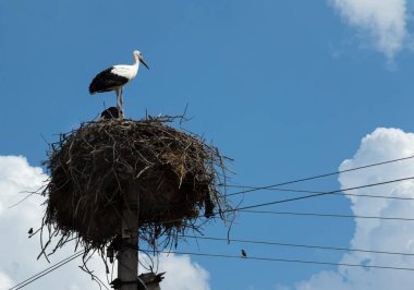 Yuvaya ve içindeki leyleğe odaklan. Beton bir direğin üzerinde büyük bir kuş yuvası