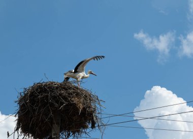 Leylek yuvadan bulutlu mavi gökyüzüne doğru uçar. Kanatları açık barış kuşu