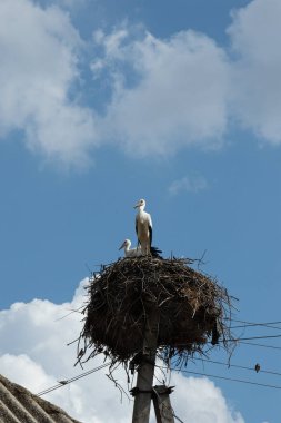 Beton bir sütunun üzerindeki büyük bir yuvadaki iki leylek üzerinde bulutlu mavi bir gökyüzüne karşı seçici bir odak.