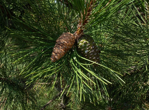 Cones Same Shape Different Colors Pine Branch Green Sharp Needles — Stock Photo, Image