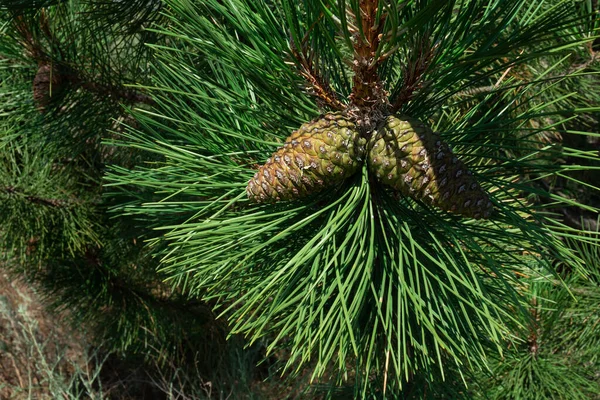 Two Long Green Pine Cones Branch Sharp Long Needles Full — Stock Photo, Image