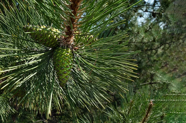 Two Green Cone Shaped Cones Pine Branch Green Sharp Needles — Stock Photo, Image