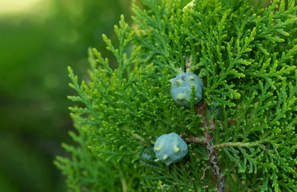 Niebieskie Szyszki Platycladus Orientalis Zielonych Gałązkach Miękkimi Igłami — Zdjęcie stockowe