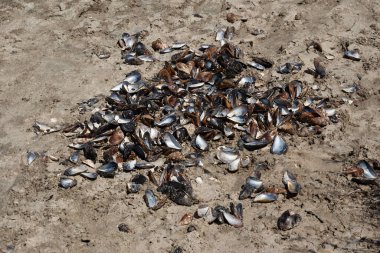 Kumsalda boş midye kabukları. Doğada çevre koruma kavramı