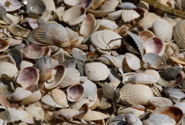 Dzharylgach Adası 'ndaki küçük deniz kabuklarının doğal arkaplanı.