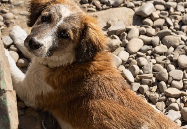 Melez bir köpeğin portresi. Güneşli bir günde tasmalı altı aylık yavru köpek.