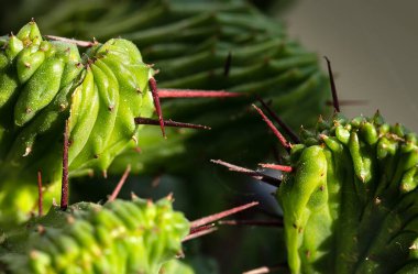 Yeşil doku Euphorbia lactea 'yı keskin koyu renkli iğnelerle bırakır. Evde sulu ürün yetiştirme kavramı