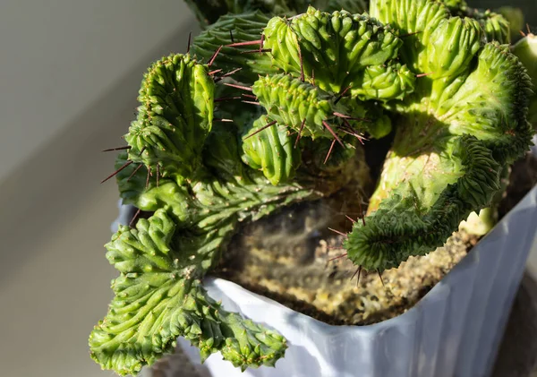 Selective Focus Euphorbia Lactea Succulent Home Bright Sun — Fotografia de Stock