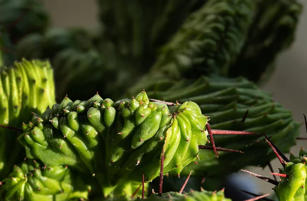 Πράσινη Υφή Αφήνει Euphorbia Lactea Αιχμηρές Σκοτεινές Βελόνες Έννοια Της — Φωτογραφία Αρχείου