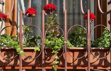 Sokak tarafındaki pencere pervazlarını süslemek. Çiçek saksılarında kırmızı sardunya. Çiçekli kırmızı Pelargonium hortumu 
