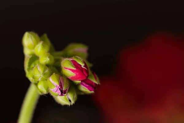 Koyu kırmızı arka planda bir sardunya sapında birkaç tomurcuk. Yeni hayatın ve doğadaki zaferin sembolü.
