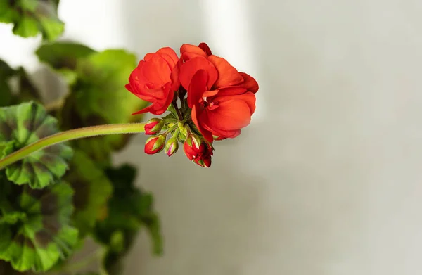 kırmızı sardunya yaprakları ve yeni kapalı tomurcuklara odaklan. Kırmızı çiçekli çiçek kartı